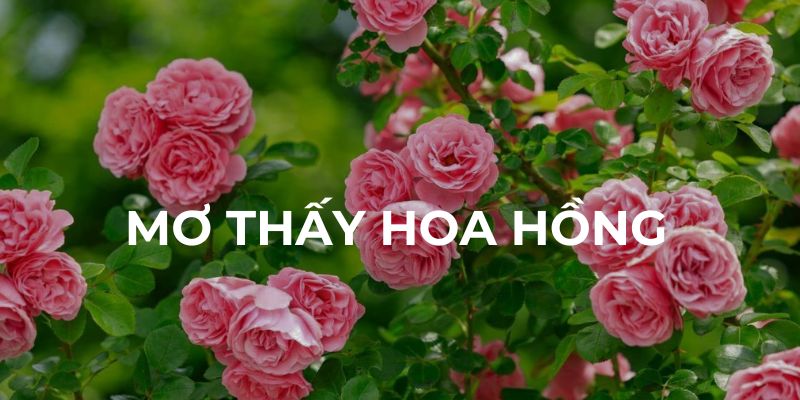 Mơ thấy hoa hồng có ý nghĩa gì