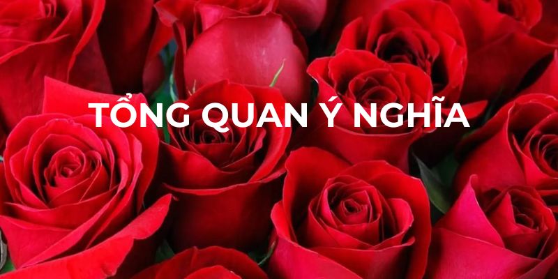 Tổng quan ý nghĩa mơ thấy hoa hồng
