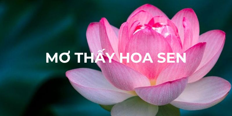 Giải mã giấc mơ thấy hoa sen