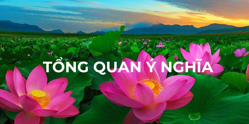 Tổng quan ý nghĩa mơ thấy hoa sen
