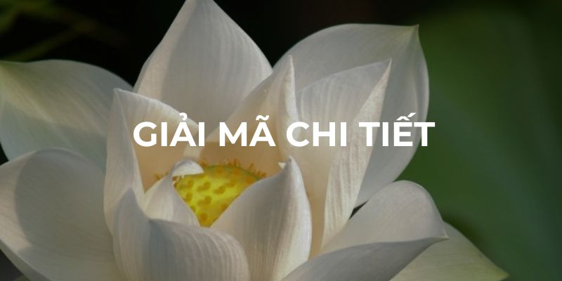 Giải mã chi tiết giấc mơ thấy hoa sen