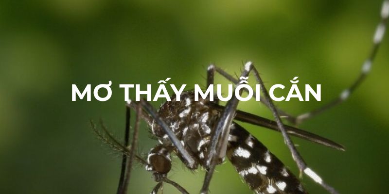 Mơ thấy muỗi cắn nói lên điều gì